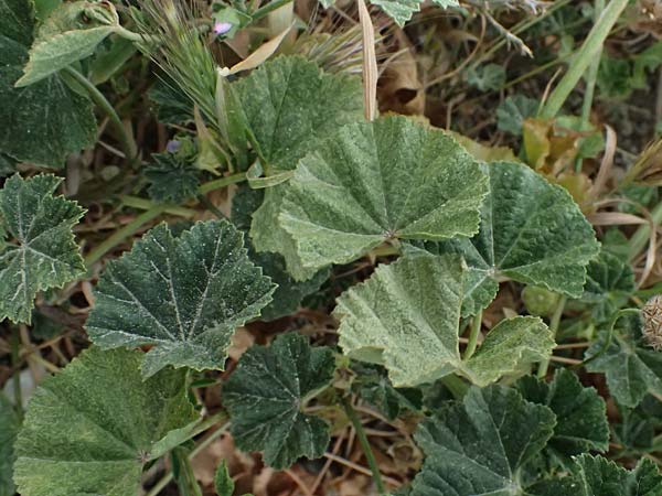 Malva nicaeensis \ Nizza-Malve / Nice Mallow, Zypern/Cyprus Pissouri 20.3.2025