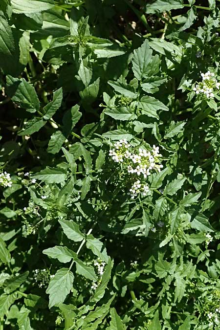 Nasturtium officinale \ Echte Brunnenkresse / Water Cress, Zypern/Cyprus Avakas Gorge 22.3.2025