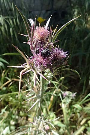 Notobasis syriaca \ Syrische Kratzdistel, Zypern Kourion 29.3.2025