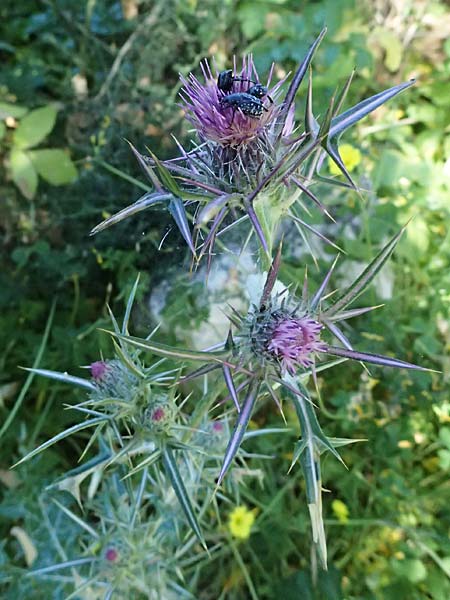 Notobasis syriaca \ Syrische Kratzdistel, Zypern Kourion 29.3.2025