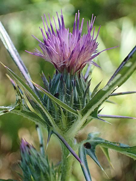 Notobasis syriaca \ Syrische Kratzdistel, Zypern Kourion 29.3.2025