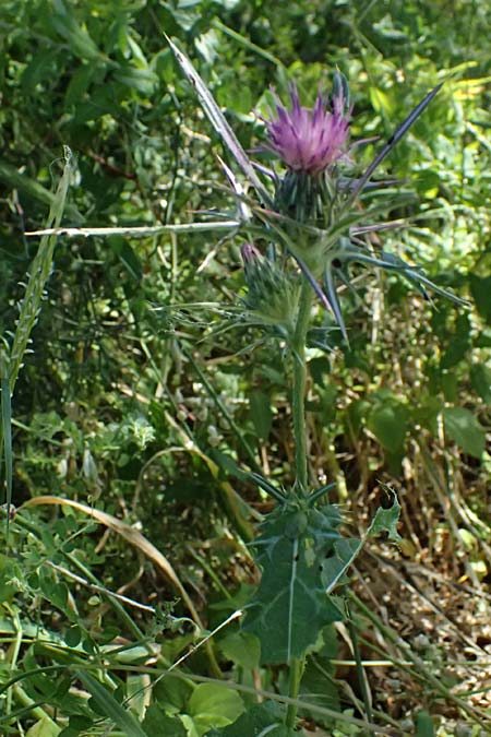 Notobasis syriaca \ Syrische Kratzdistel, Zypern Kourion 29.3.2025