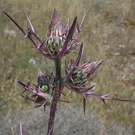 Notobasis syriaca \ Syrische Kratzdistel, Zypern Petra tou Romiou 30.3.2025