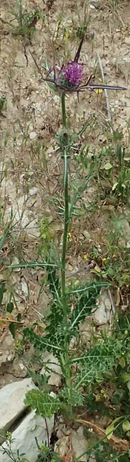 Notobasis syriaca \ Syrische Kratzdistel, Zypern Kato Archimandrita 1.4.2025