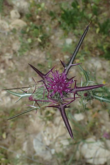 Notobasis syriaca \ Syrische Kratzdistel, Zypern Kato Archimandrita 1.4.2025