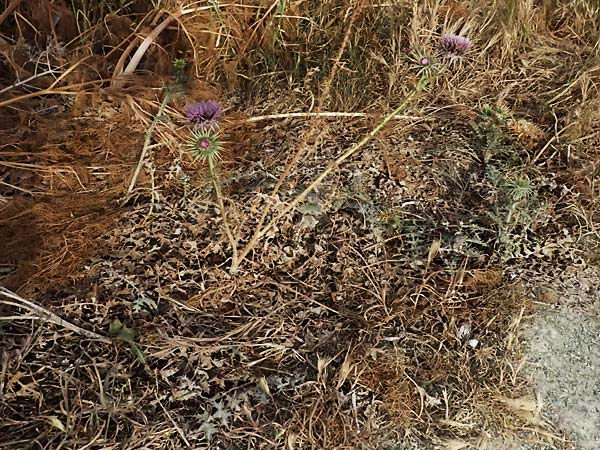 Onopordum cyprium \ Zypern-Esels-Distel, Zypern Governor's Beach 25.3.2025