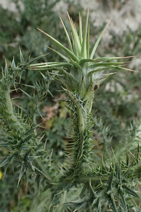 Onopordum cyprium \ Zypern-Esels-Distel, Zypern Kato Archimandrita 1.4.2025