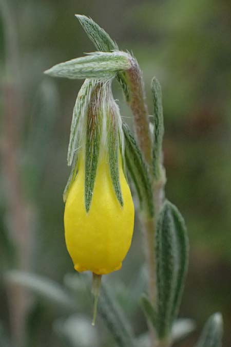Onosma fruticosa \ Strauchige Lotwurz / Shrubby Goldendrop, Zypern/Cyprus Tochni 21.3.2025