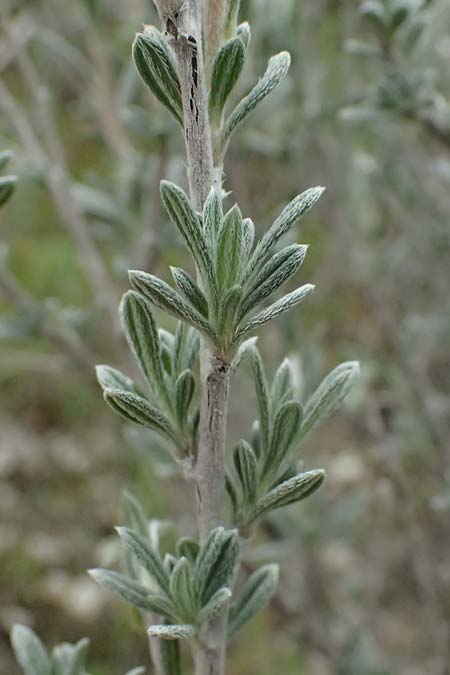 Onosma fruticosa \ Strauchige Lotwurz / Shrubby Goldendrop, Zypern/Cyprus Tochni 21.3.2025