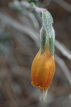 Onosma fruticosa \ Strauchige Lotwurz / Shrubby Goldendrop, Zypern/Cyprus Kato Archimandrita 1.4.2025