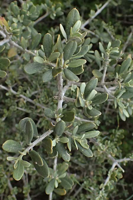 Olea sylvestris \ Wilder �lbaum / Oleaster, Zypern/Cyprus Tochni 21.3.2025