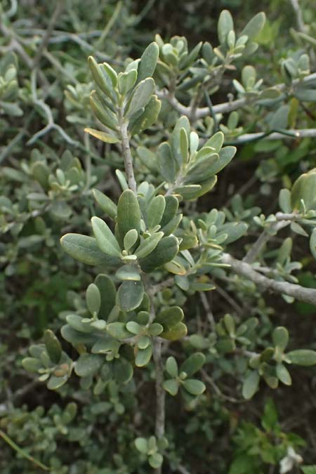 Olea sylvestris \ Wilder �lbaum / Oleaster, Zypern/Cyprus Tochni 21.3.2025