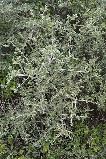 Olea sylvestris \ Wilder �lbaum / Oleaster, Zypern/Cyprus Tochni 21.3.2025