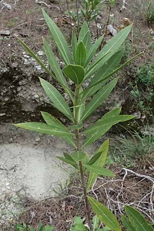 Nerium oleander \ Oleander / Oleander, Rose Bay, Zypern/Cyprus Kato Archimandrita 1.4.2025