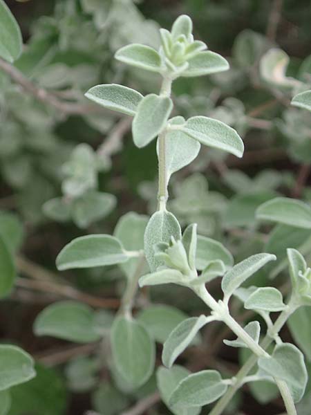 Origanum majorana \ Majoran / Sweet Marjoram, Knotted Marjoram, Zypern/Cyprus Prov. Paphos, Episkopi 31.3.2025