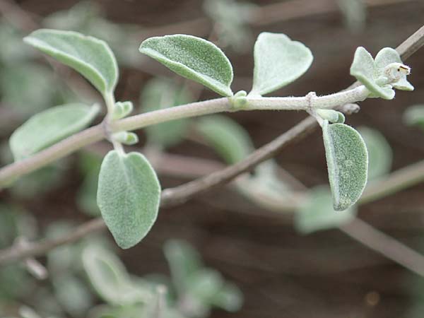 Origanum majorana \ Majoran / Sweet Marjoram, Knotted Marjoram, Zypern/Cyprus Prov. Paphos, Episkopi 31.3.2025
