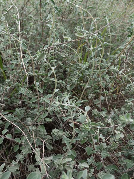 Origanum majorana \ Majoran / Sweet Marjoram, Knotted Marjoram, Zypern/Cyprus Prov. Paphos, Episkopi 31.3.2025