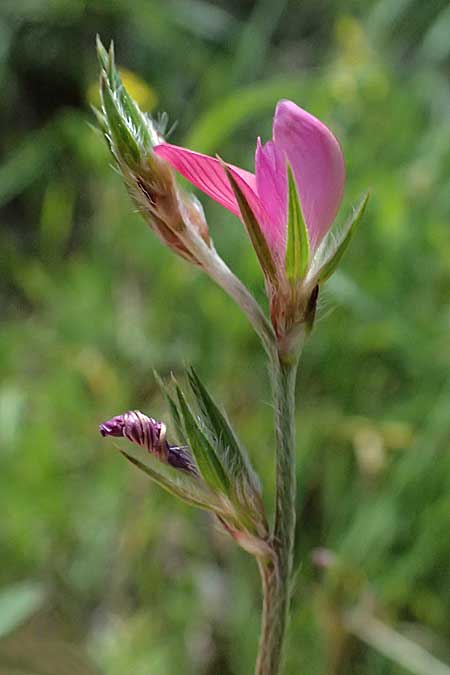 Onobrychis caput-galli \ Hahnenkopf-Esparsette, Zypern Prov. Paphos, Episkopi 31.3.2025