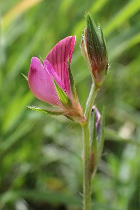 Onobrychis caput-galli \ Hahnenkopf-Esparsette, Zypern Prov. Paphos, Episkopi 31.3.2025