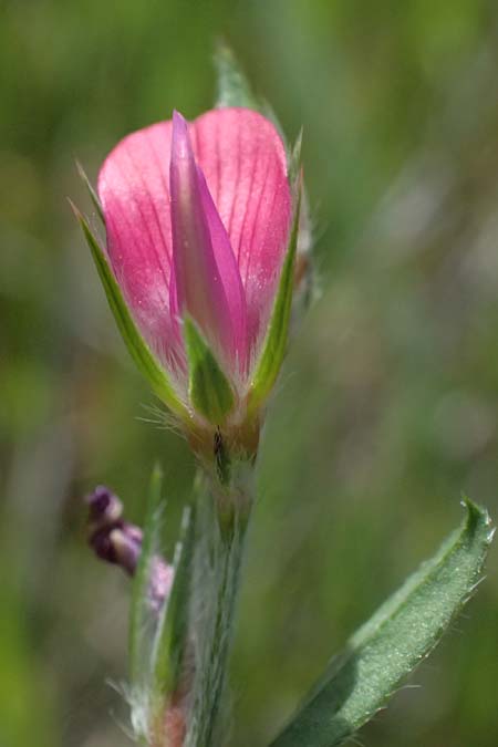 Onobrychis caput-galli \ Hahnenkopf-Esparsette, Zypern Prov. Paphos, Episkopi 31.3.2025