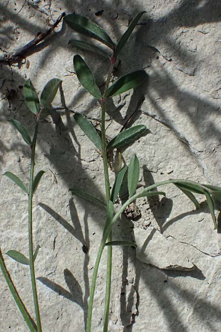Onobrychis caput-galli \ Hahnenkopf-Esparsette, Zypern Prov. Paphos, Episkopi 31.3.2025