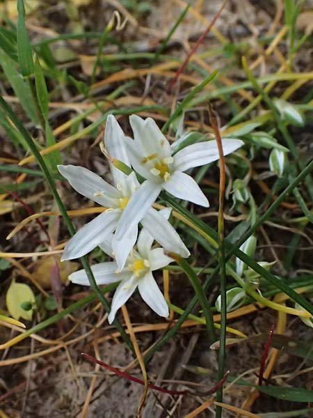Ornithogalum pedicellare \ Gestielter Milchstern / Stalked Star of Bethlehem, Zypern/Cyprus Pegeia 30.3.2025