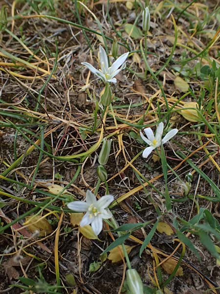 Ornithogalum pedicellare \ Gestielter Milchstern / Stalked Star of Bethlehem, Zypern/Cyprus Pegeia 30.3.2025
