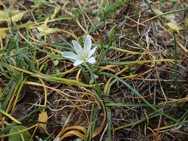 Ornithogalum pedicellare \ Gestielter Milchstern / Stalked Star of Bethlehem, Zypern/Cyprus Pegeia 30.3.2025