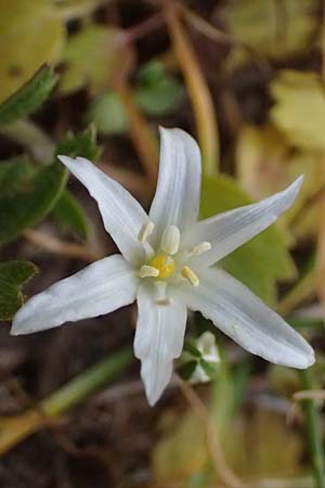 Ornithogalum pedicellare \ Gestielter Milchstern / Stalked Star of Bethlehem, Zypern/Cyprus Pegeia 30.3.2025