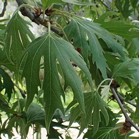 Platanus orientalis \ Orientalische Platane / Oriental Plane-Tree, Zypern/Cyprus Prov.  Paphos,  Episkopi 31.3.2025