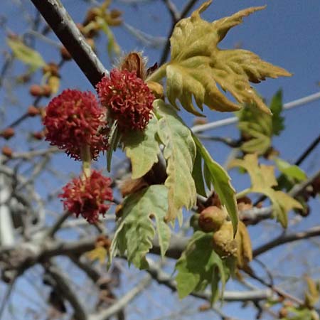 Platanus orientalis \ Orientalische Platane / Oriental Plane-Tree, Zypern/Cyprus Prov.  Paphos,  Episkopi 31.3.2025