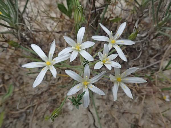 Ornithogalum pedicellare \ Gestielter Milchstern / Stalked Star of Bethlehem, Zypern/Cyprus Kato Archimandrita 1.4.2025
