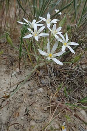 Ornithogalum pedicellare \ Gestielter Milchstern / Stalked Star of Bethlehem, Zypern/Cyprus Kato Archimandrita 1.4.2025