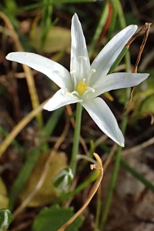 Ornithogalum pedicellare \ Gestielter Milchstern / Stalked Star of Bethlehem, Zypern/Cyprus Baths of Aphrodite 27.3.2025