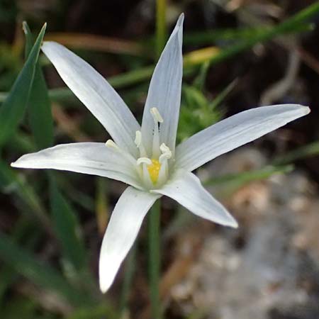 Ornithogalum pedicellare \ Gestielter Milchstern / Stalked Star of Bethlehem, Zypern/Cyprus Baths of Aphrodite 27.3.2025