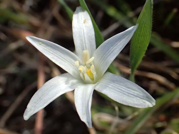 Ornithogalum pedicellare \ Gestielter Milchstern / Stalked Star of Bethlehem, Zypern/Cyprus Baths of Aphrodite 27.3.2025
