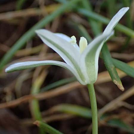 Ornithogalum pedicellare \ Gestielter Milchstern / Stalked Star of Bethlehem, Zypern/Cyprus Baths of Aphrodite 27.3.2025