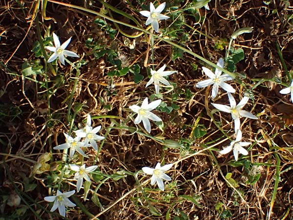 Ornithogalum pedicellare \ Gestielter Milchstern / Stalked Star of Bethlehem, Zypern/Cyprus Baths of Aphrodite 27.3.2025
