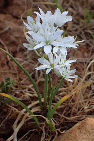 Ornithogalum pedicellare \ Gestielter Milchstern / Stalked Star of Bethlehem, Zypern/Cyprus Baths of Aphrodite 27.3.2025
