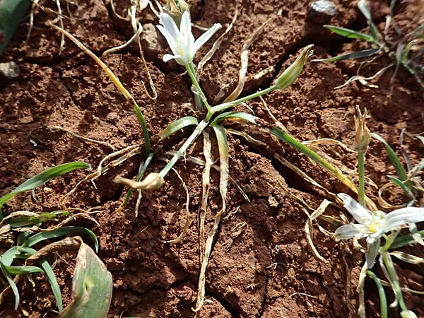 Ornithogalum pedicellare \ Gestielter Milchstern / Stalked Star of Bethlehem, Zypern/Cyprus Baths of Aphrodite 27.3.2025