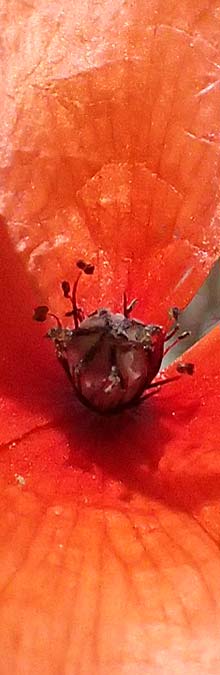 Papaver cyprium \ Zypern-Mohn / Cyprus Poppy, Zypern/Cyprus Episkopi 23.3.2025