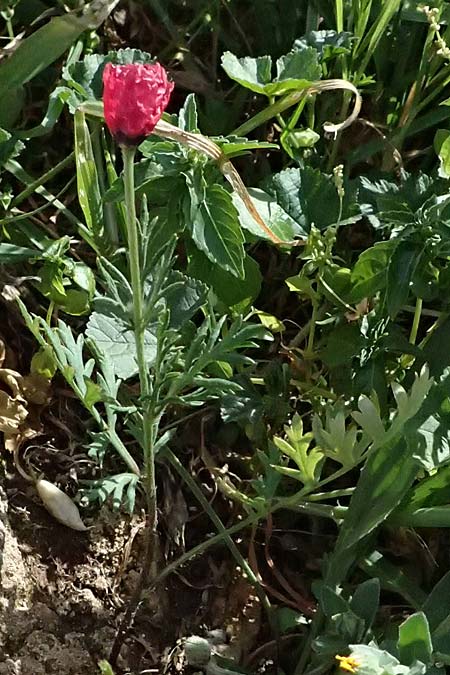 Roemeria sicula \ Krummborstiger Mohn / Round Pricklyhead Poppy, Zypern/Cyprus Akamas, Neo Chorio 20.3.2025