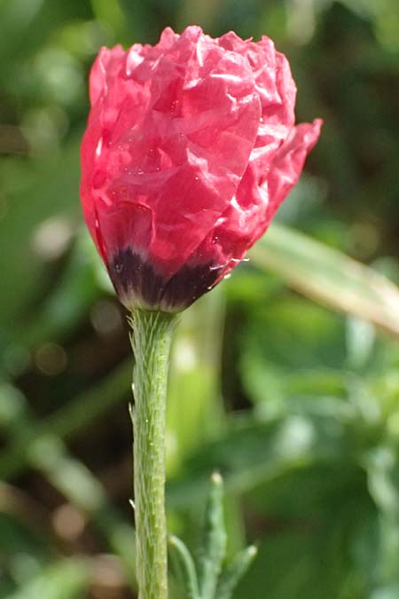 Roemeria sicula \ Krummborstiger Mohn / Round Pricklyhead Poppy, Zypern/Cyprus Akamas, Neo Chorio 20.3.2025