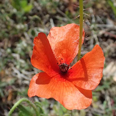 Papaver cyprium \ Zypern-Mohn / Cyprus Poppy, Zypern/Cyprus Episkopi 23.3.2025