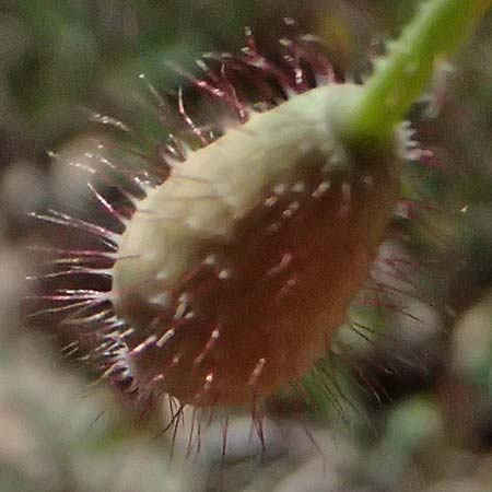 Papaver cyprium \ Zypern-Mohn / Cyprus Poppy, Zypern/Cyprus Episkopi 23.3.2025