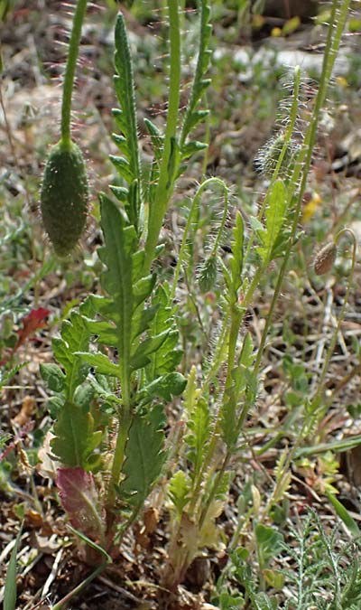 Papaver cyprium \ Zypern-Mohn / Cyprus Poppy, Zypern/Cyprus Episkopi 23.3.2025