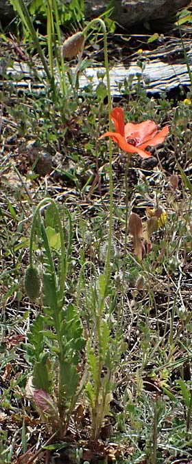 Papaver cyprium \ Zypern-Mohn / Cyprus Poppy, Zypern/Cyprus Episkopi 23.3.2025