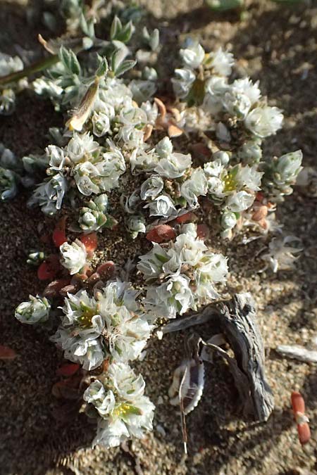 Paronychia argentea \ Silber-Nagelkraut, Silber-Mauermiere / Silver Nailwort, Zypern/Cyprus Akrotiri 23.3.2025