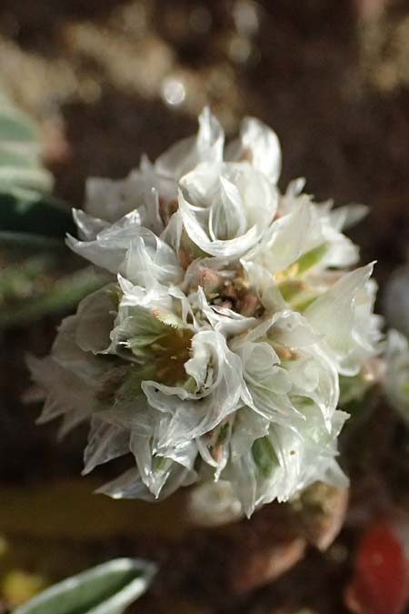 Paronychia argentea \ Silber-Nagelkraut, Silber-Mauermiere / Silver Nailwort, Zypern/Cyprus Akrotiri 23.3.2025