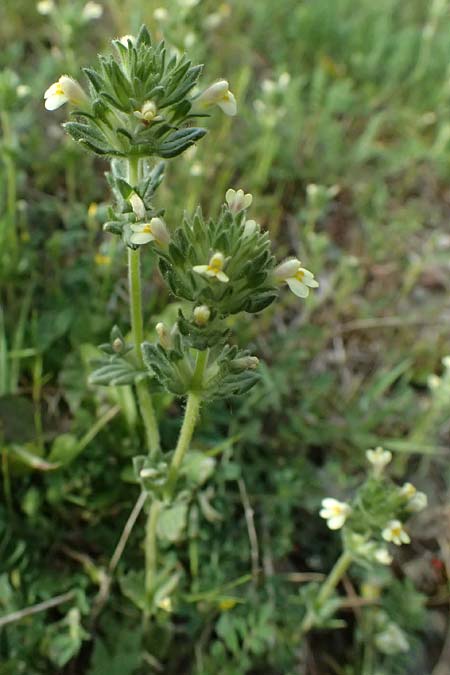 Parentucellia latifolia subsp. flaviflora \ Breitbl&auml;ttrige Parentucellia / Broadleaf Glandweed, Zypern/Cyprus Xyliatos 26.3.2025